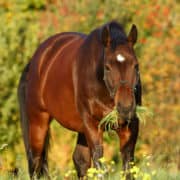 Herbst-Entwurmung Pferd
