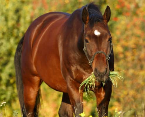 Herbst-Entwurmung Pferd