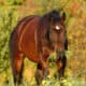 Herbst-Entwurmung Pferd