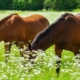 Kolik, anweiden, Verstopfungskolik, frisches Gras, Frühjahr, Koppel, anweiden, Weide, Gras
