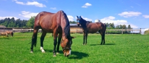 Kolikpferd, Verstopfungskolik, Kolik, krankes Pferd, anweiden