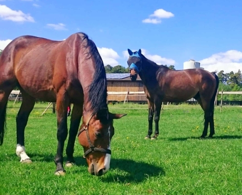 Kolikpferd, Verstopfungskolik, Kolik, krankes Pferd, anweiden