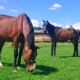 Kolikpferd, Verstopfungskolik, Kolik, krankes Pferd, anweiden
