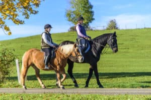 Herzkrank, Herzinsuffizienz, Herzprobleme, Herzklappeninsuffizienz, Herzmuskel, Pferd, Pferdeherz, Herzrhythmusstörung Pferd