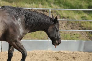 Equine Infektiöse Anämie, EIA, Viruserkränkung, Tierseuche, Seuche