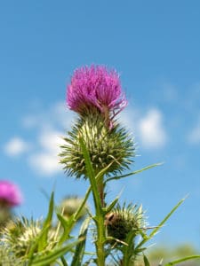 Mariendistel - Silybum marianum
