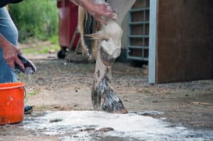 Kotwasser, Pferd waschen, Beine waschen