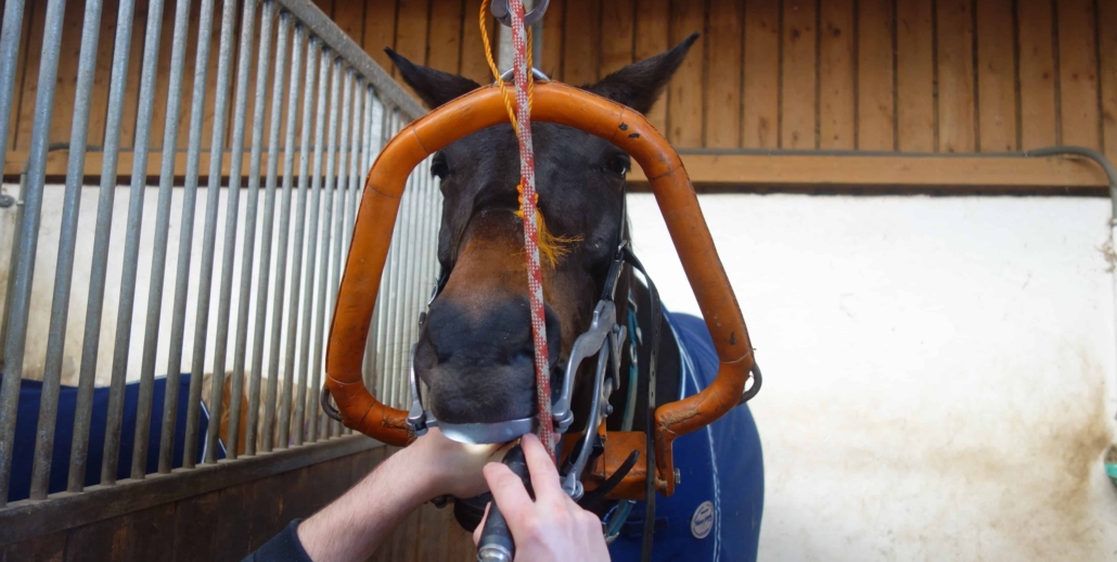 Pferd Zahnarzt