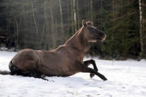 Ataxie, Pferd, Bewegungsstörung