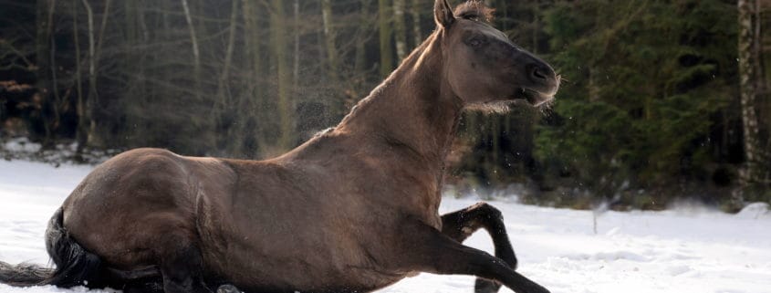Ataxie, Pferd, Bewegungsstörung
