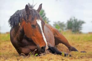 Gaskolik Pferd