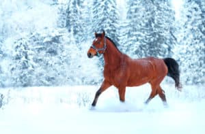 Vitamin E, Winter, Immunsystem