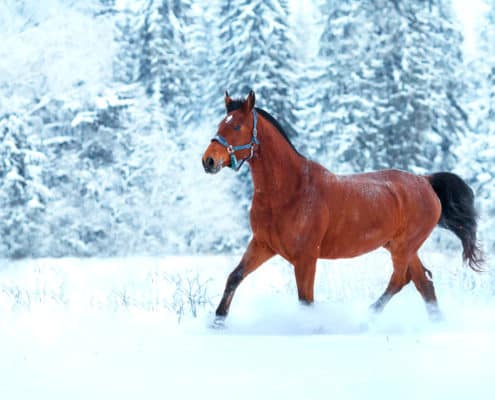 Vitamin E, Winter, Immunsystem