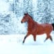 Vitamin E, Winter, Immunsystem
