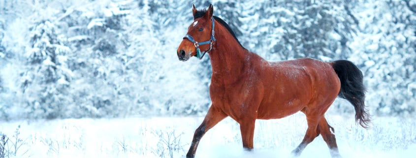 Vitamin E, Winter, Immunsystem