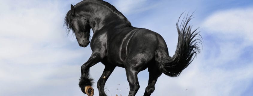 Frühlingsgefühle, Pferd, übermütig