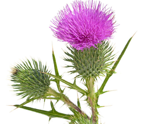 2518_Mariendistel_pferd_fuettern