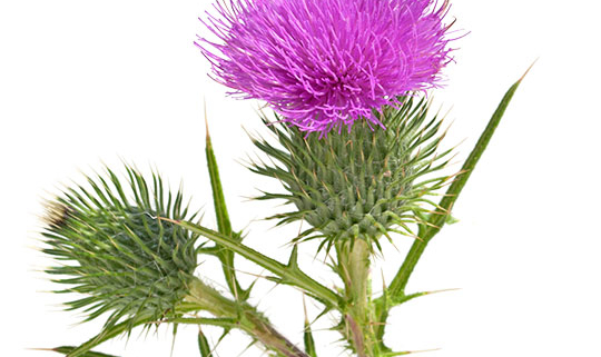 2518_Mariendistel_pferd_fuettern