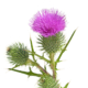 2518_Mariendistel_pferd_fuettern