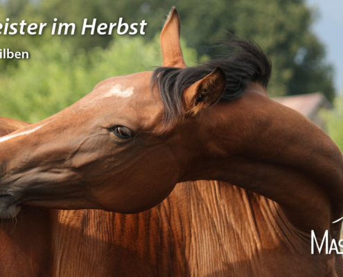 Herbstgrasmilben