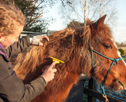 Winter grooming