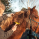 Winter grooming