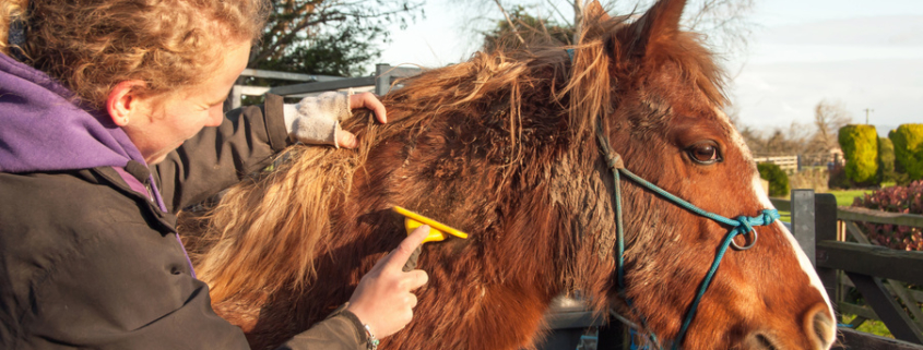 Winter grooming