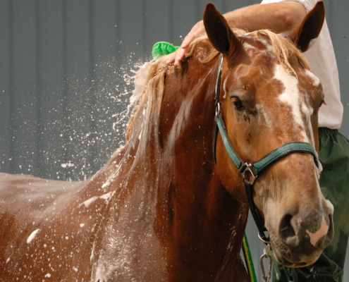 Horse wash
