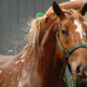 Horse wash