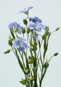 Lein, Blueten