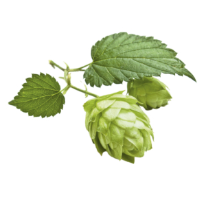 Masterhorse; Hopfen; Nerven
