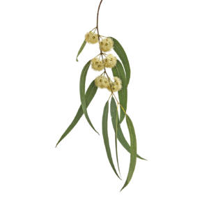 MASTERHORSE EUKALYPTUS