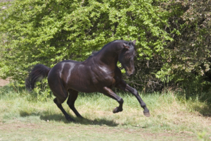 MASTERHORSE MONO-PRÄPARATE, engl. Vollblut
