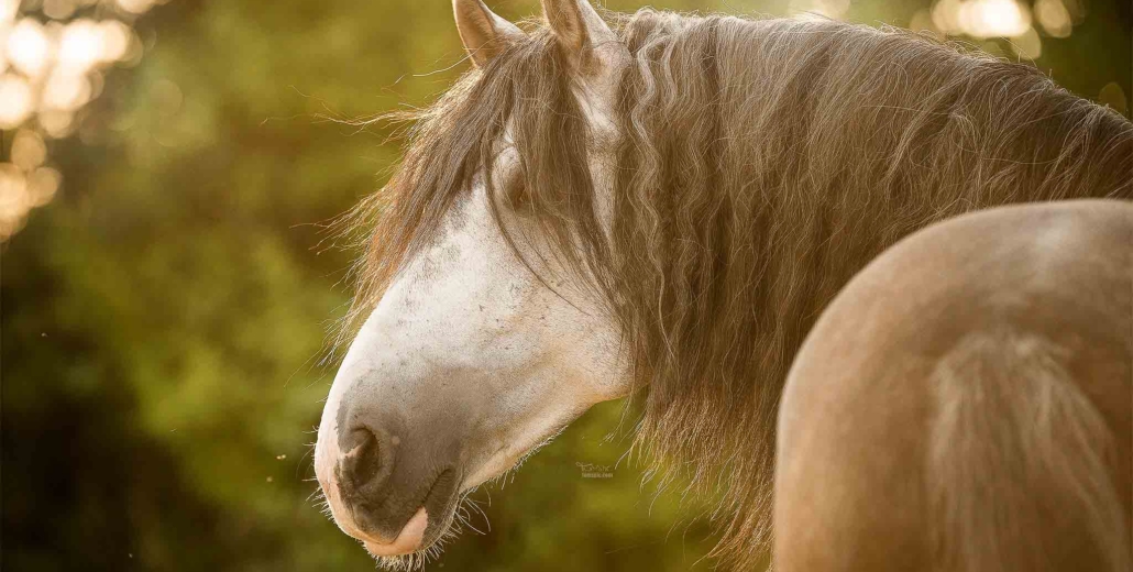 MASTERHORSE, Nieren, Birke