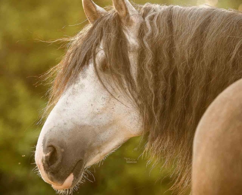 MASTERHORSE, Nieren, Birke