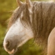 MASTERHORSE, Nieren, Birke