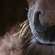 MASTERHORSE; Atemwege; Eukalyptus