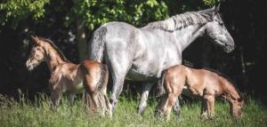 Masterhorse; Pferde; Koppeln