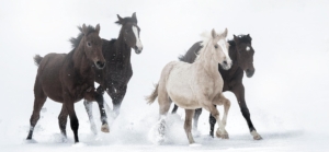 MASTERHORSE, Winter, Saufen