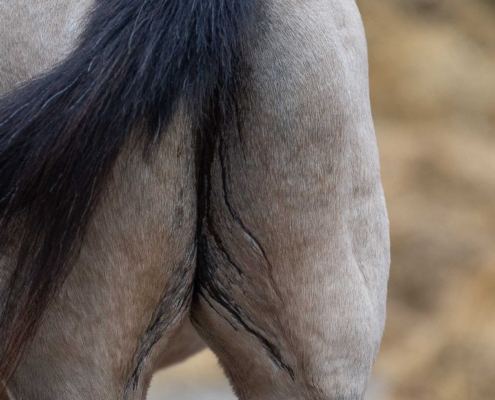 MASTERHORSE; Kotwasser; Verdauung