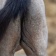 MASTERHORSE; Kotwasser; Verdauung
