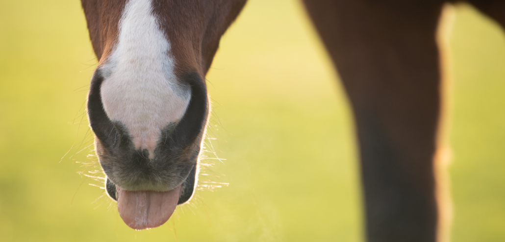 MASTERHORSE; Magengeschwür, Magenschleimhautentzündung