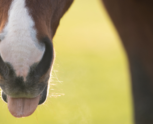 MASTERHORSE; Magengeschwür, Magenschleimhautentzündung