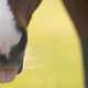 MASTERHORSE; Magengeschwür, Magenschleimhautentzündung